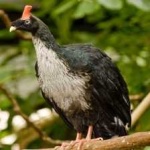 image of horned_guan #10