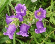 image of flower