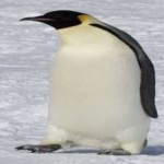 image of emperor_penguin #10