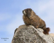 image of marmot