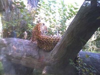 image of jaguar_car