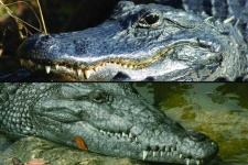 image of crocodile