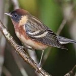 image of bird