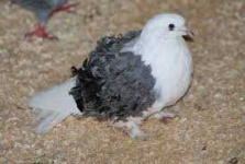 image of animal