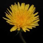 image of flower