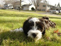 image of tibetan_terrier #28