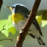 image of bird