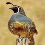 image of bird