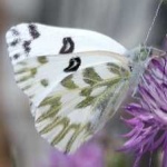 image of animal