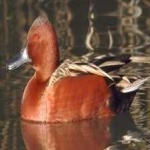 image of bird