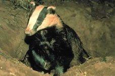 image of badger