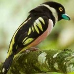 image of bird