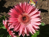 image of flower