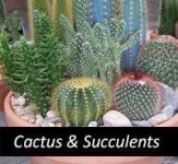 image of cactus