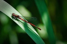 image of damselfly