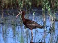 image of ibis
