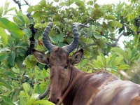 image of hartebeest