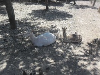 image of animal