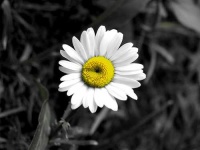 image of daisy