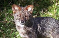 image of kit_fox