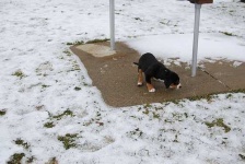 image of greater_swiss_mountain_dog
