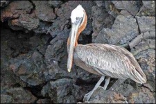 image of animal