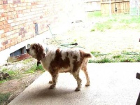 image of brittany_spaniel
