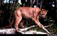 image of cougar_body