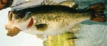 image of animal