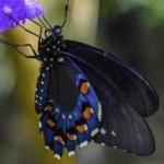 image of animal
