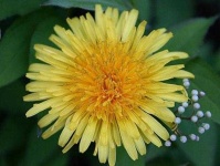 image of flower