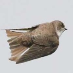 image of bird