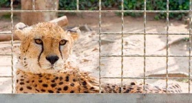 image of jaguar_car