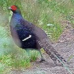 image of bird