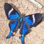 image of metalmark #31