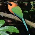 image of bird