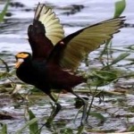 image of bird