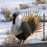 image of prairie_chicken