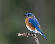 image of bluebird