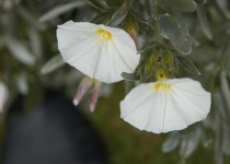 image of flower