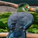 image of bird