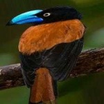 image of bird