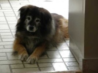 image of animal