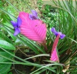 image of flower