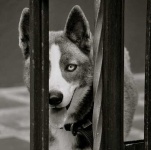 image of eskimo_dog #18