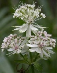 image of flower