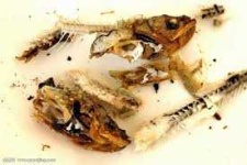 image of biological