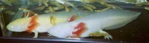 image of axolotl