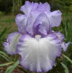 image of bearded_iris #34