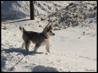 image of malamute